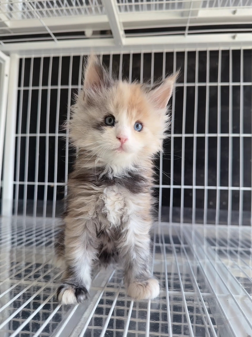 
稀有色三花异瞳缅因,蓝黄双瞳,温柔又霸气,自带高光特效🌟